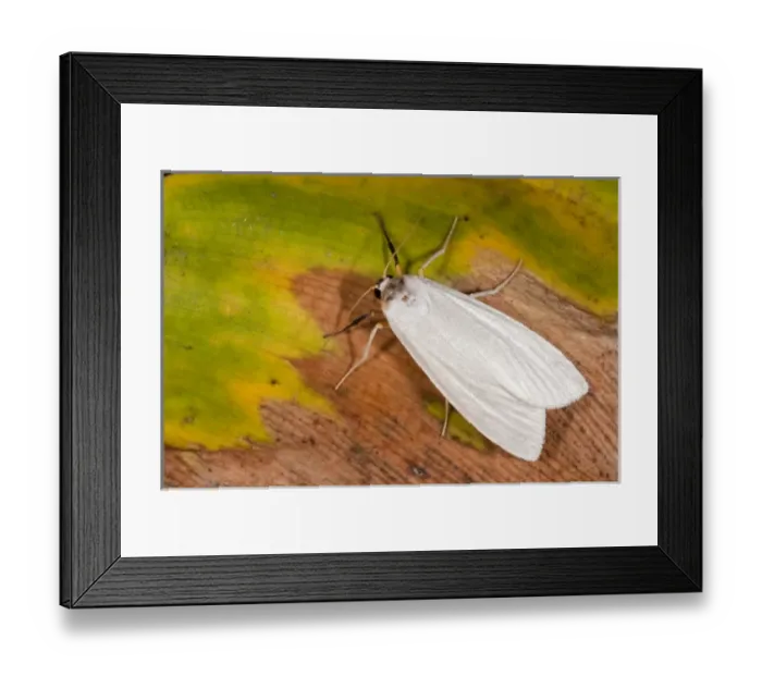 Framed Print : Cloud Forest Moth, Mindo, Cloud Forest, West slope of Andes, Ecuador Framed Print : Cloud Forest Moth, Mindo, Cloud Forest, West slope of Andes, Ecuador