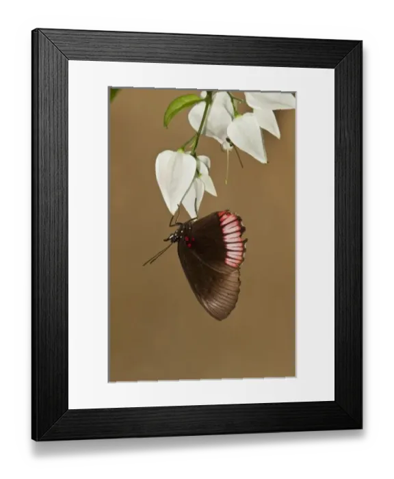 Framed Print : Red Rim or Crimson-banded Black Butterfly (Biblis hyperia), Napo River bordering Framed Print : Red Rim or Crimson-banded Black Butterfly (Biblis hyperia), Napo River bordering