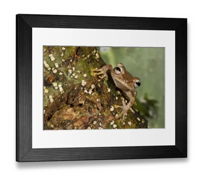 Framed Print : Central America, Ecuador Framed Print : Central America, Ecuador