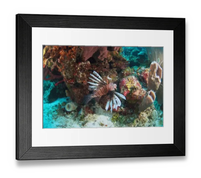 Framed Print : Red Lionfish (Pterois volitans) Coral Reef Island, Belize Barrier Reef. Second largest Framed Print : Red Lionfish (Pterois volitans) Coral Reef Island, Belize Barrier Reef. Second largest