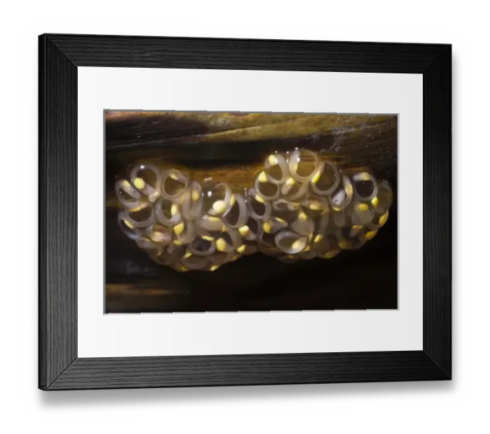 Framed Print : Glass Frog Eggs (Hyalinobatrachium aureoguttatum) with tappoles starting to hatch Framed Print : Glass Frog Eggs (Hyalinobatrachium aureoguttatum) with tappoles starting to hatch