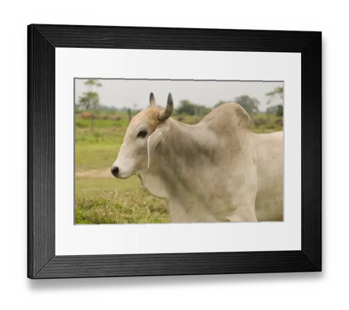 Framed Print : Central America, Ecuador Framed Print : Central America, Ecuador