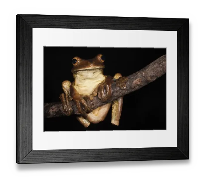 Framed Print : Gladiator Frog (Hypsiboas boans) captive, Choca Region of northwest Ecuador on Colombian Border