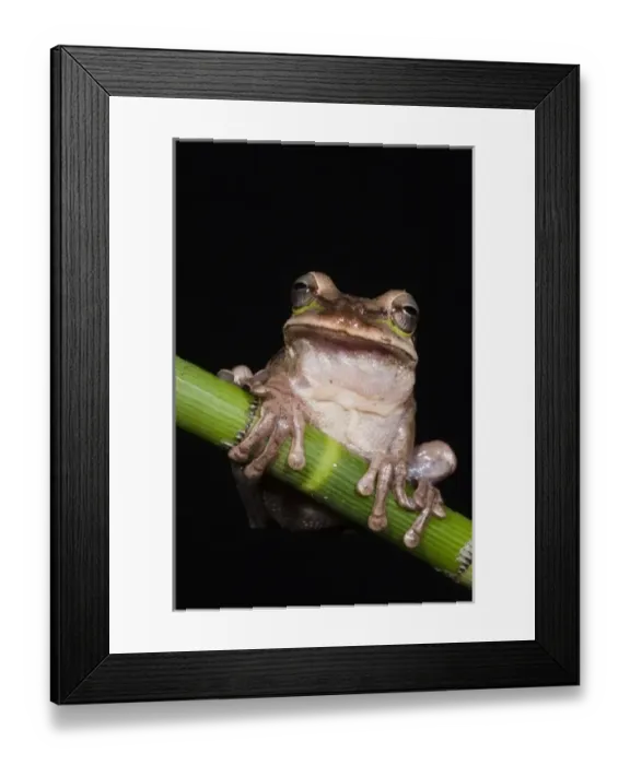 Framed Print : Central America, Ecuador