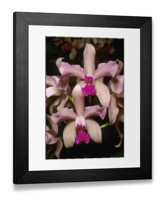 Framed Print : Orchid, (Cattleya amethystoglossa), Eastern Brazil Framed Print : Orchid, (Cattleya amethystoglossa), Eastern Brazil