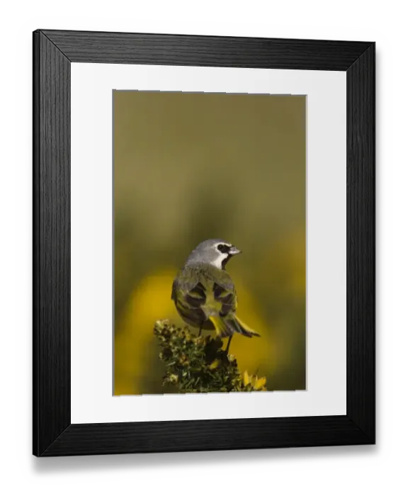 Framed Print : Black-throated Finch or Canary winged Finch (Melanodera melanodera melanodera) Carcass Island Framed Print : Black-throated Finch or Canary winged Finch (Melanodera melanodera melanodera) Carcass Island