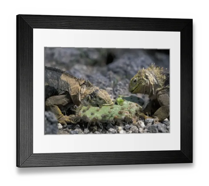 Framed Print : Central America, Ecuador Framed Print : Central America, Ecuador