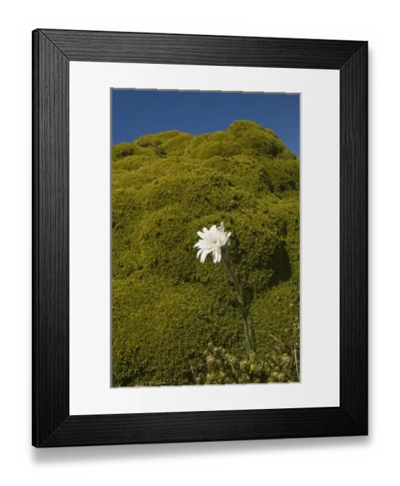 Framed Print : Vanilla Daisy (Leucheria suaveolens) Cape Dolphin designated Wildlife Sanctuary Framed Print : Vanilla Daisy (Leucheria suaveolens) Cape Dolphin designated Wildlife Sanctuary