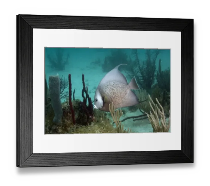 Framed Print : Gray Angelfish (Pomacanthus arcuatus) Coral Reef Island, Belize Barrier Reef. Second Framed Print : Gray Angelfish (Pomacanthus arcuatus) Coral Reef Island, Belize Barrier Reef. Second