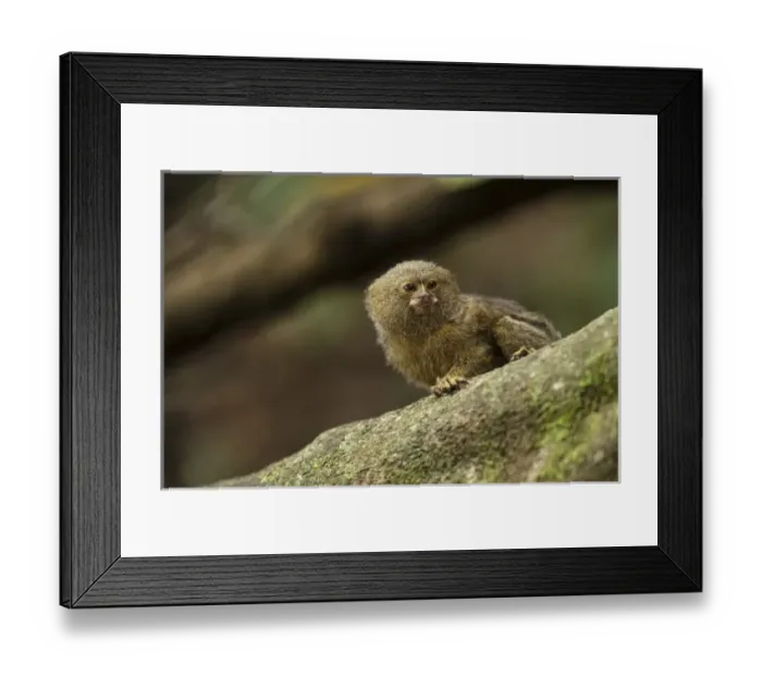 Framed Print : Central America, Ecuador