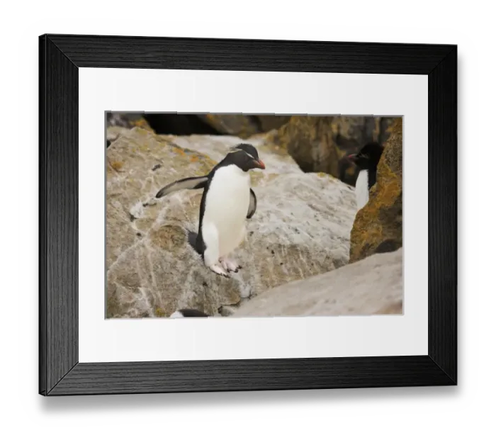 Framed Print : South America, Falkland Islands Framed Print : South America, Falkland Islands