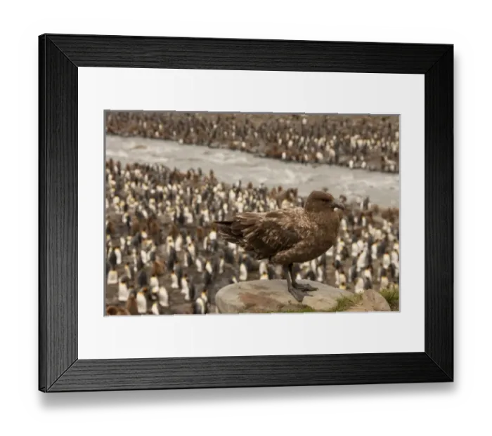 Framed Print : Brown Skua, Catharacta antarctica, watching King Penguin colony, Falkland Islands Framed Print : Brown Skua, Catharacta antarctica, watching King Penguin colony, Falkland Islands