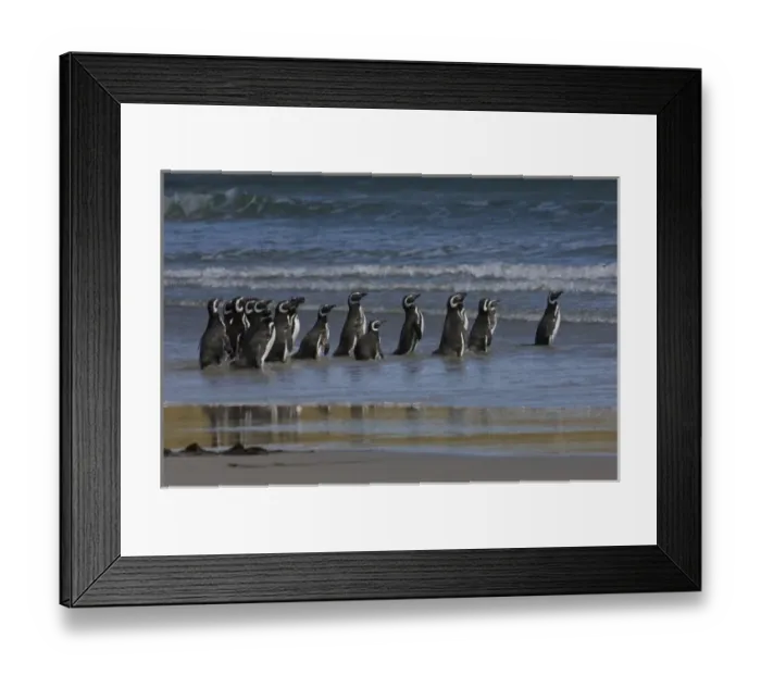 Framed Print : Magellanic Penguins (Spheniscus magellanicus), Keppel Island, off north coast of West Falkland Framed Print : Magellanic Penguins (Spheniscus magellanicus), Keppel Island, off north coast of West Falkland
