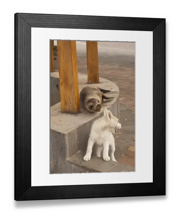 Framed Print : Galapagos Sea lion (Zalophus wollebaeki) on the waterfront with Domestic Dogs. (Sea Framed Print : Galapagos Sea lion (Zalophus wollebaeki) on the waterfront with Domestic Dogs. (Sea