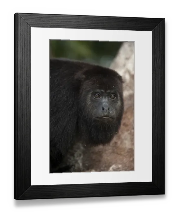 Framed Print : Black Howler Monkey (Alouatta pigra) Community Baboon Center, community