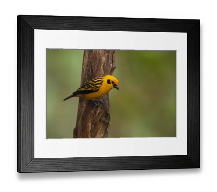 Framed Print : Central America, Ecuador Framed Print : Central America, Ecuador