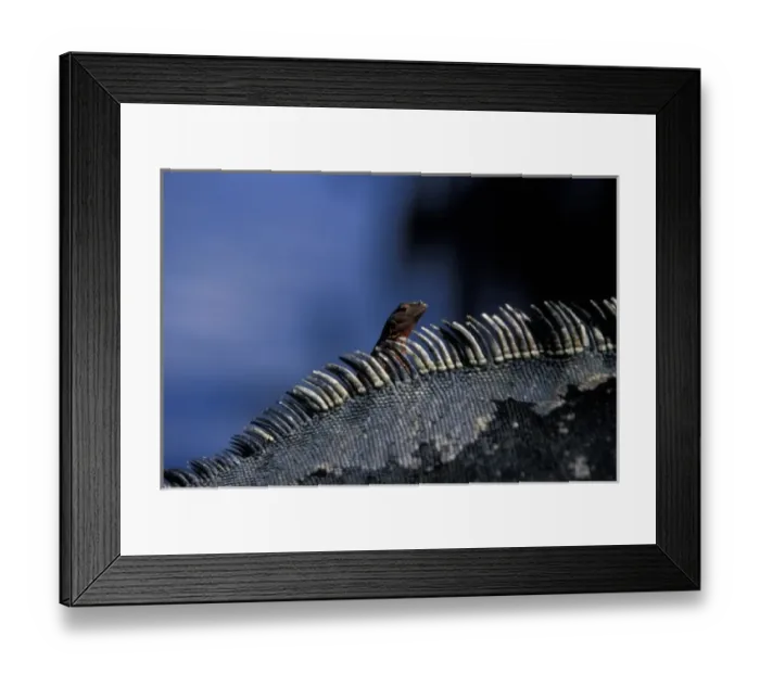 Framed Print : Ecuador, Galapagos Islands, Lava Lizard (Microlophus albemarlensis) sitting on Marine Framed Print : Ecuador, Galapagos Islands, Lava Lizard (Microlophus albemarlensis) sitting on Marine