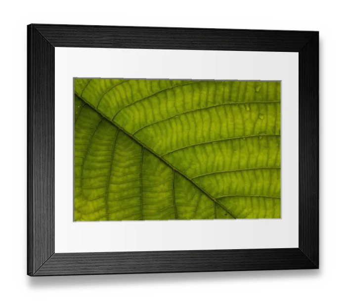 Framed Print : Understory plant detail (Fam: Melastomaceae), Mindo Cloud Forest, Ecuador, South America Framed Print : Understory plant detail (Fam: Melastomaceae), Mindo Cloud Forest, Ecuador, South America