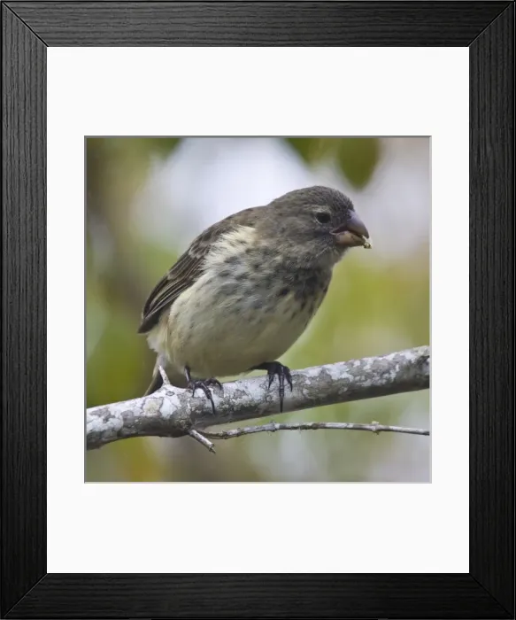Framed Print : Ecuador. Medium Tree Finch, one of Darwins Finches, in the Galapagos