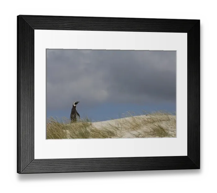 Framed Print : Magellanic Penguin (Spheniscus magellanicus) on Keppel Island, north coast of West Falkland Framed Print : Magellanic Penguin (Spheniscus magellanicus) on Keppel Island, north coast of West Falkland