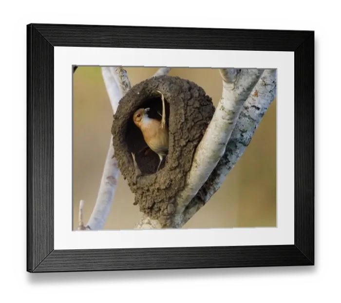 Framed Print : South America, Brazil Framed Print : South America, Brazil