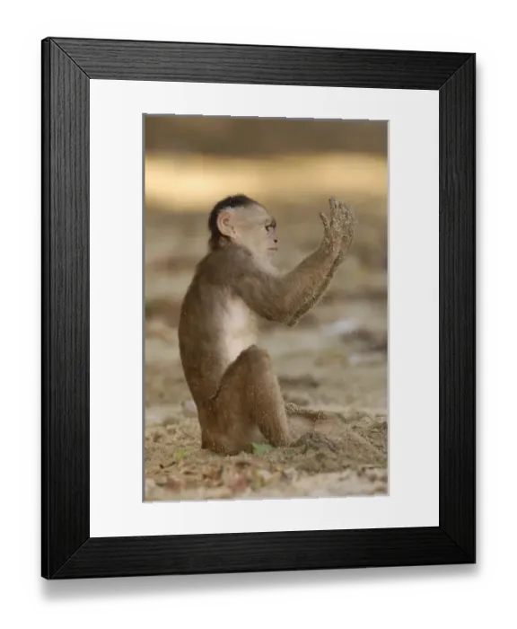 Framed Print : Unknown. White-fronted capuchin monkey playing on the beach (Cebus albifrons)