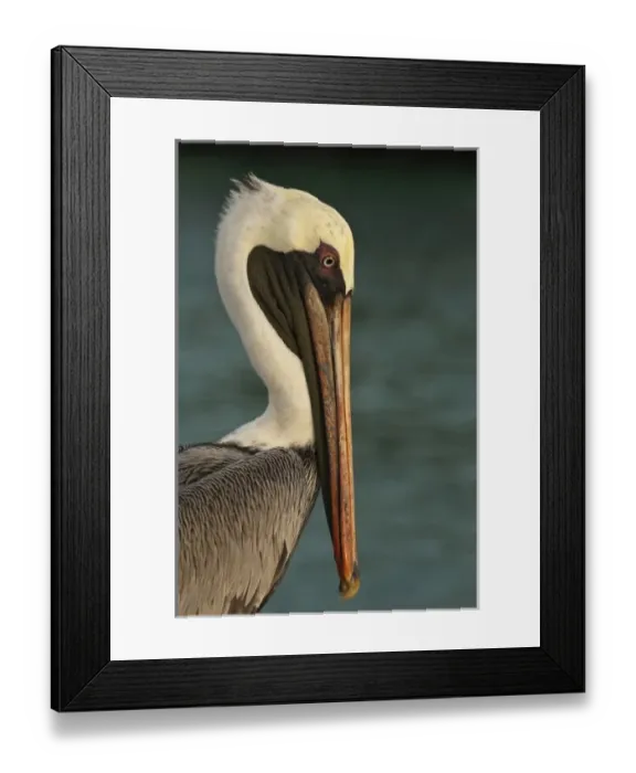 Framed Print : Central America, Ecuador