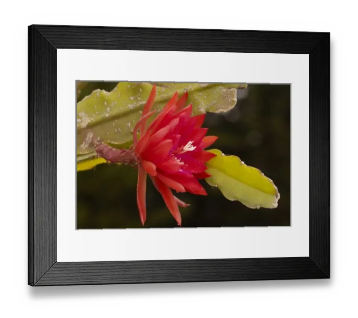 Framed Print : Detail of a colorful Cactus Flower, Andes, Ecuador, South America Framed Print : Detail of a colorful Cactus Flower, Andes, Ecuador, South America