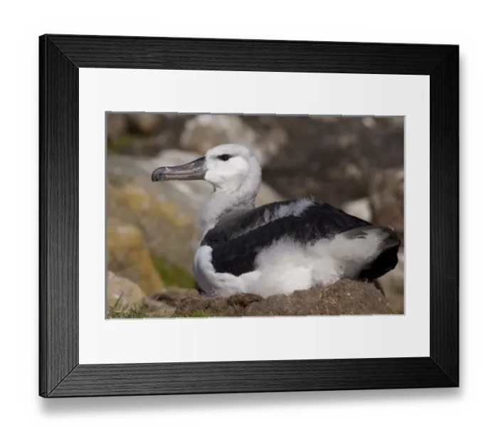 Framed Print : Falkland Islands, West Falkland, Saunders Island. Fledgling Black-browed albatross (wild Framed Print : Falkland Islands, West Falkland, Saunders Island. Fledgling Black-browed albatross (wild