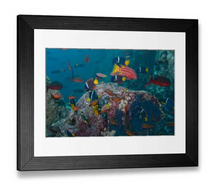 Framed Print : Ecuador, Galapagos Islands National Park, Gordon Rocks, Underwater view of brightly Framed Print : Ecuador, Galapagos Islands National Park, Gordon Rocks, Underwater view of brightly