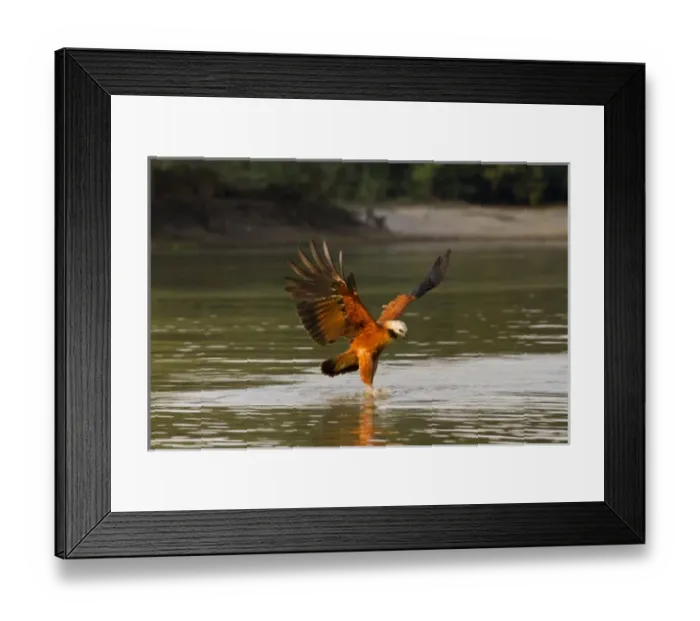 Framed Print : Pantanal, Brazil, Black-collared Hawk, Busarellus nigricollis, diving for prey in river Framed Print : Pantanal, Brazil, Black-collared Hawk, Busarellus nigricollis, diving for prey in river