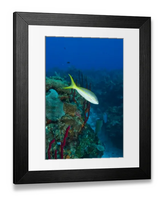 Framed Print : Yellowtail Snapper (Ocgurus chrysurus) & Erect Rope Sponge (Amphimedon compressa) Framed Print : Yellowtail Snapper (Ocgurus chrysurus) & Erect Rope Sponge (Amphimedon compressa)