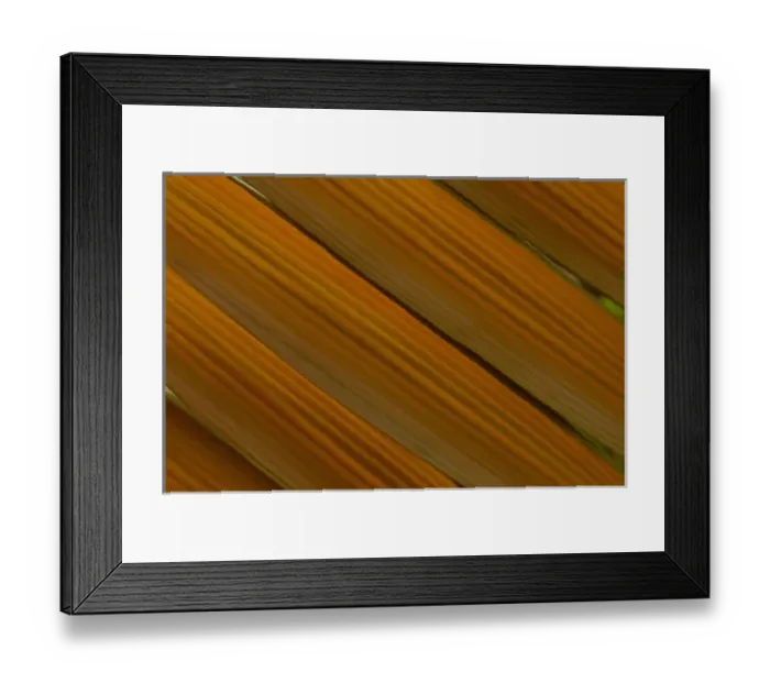 Framed Print : South America, Ecuador, lowland of Western Ecuador, palm leaf, detail Framed Print : South America, Ecuador, lowland of Western Ecuador, palm leaf, detail