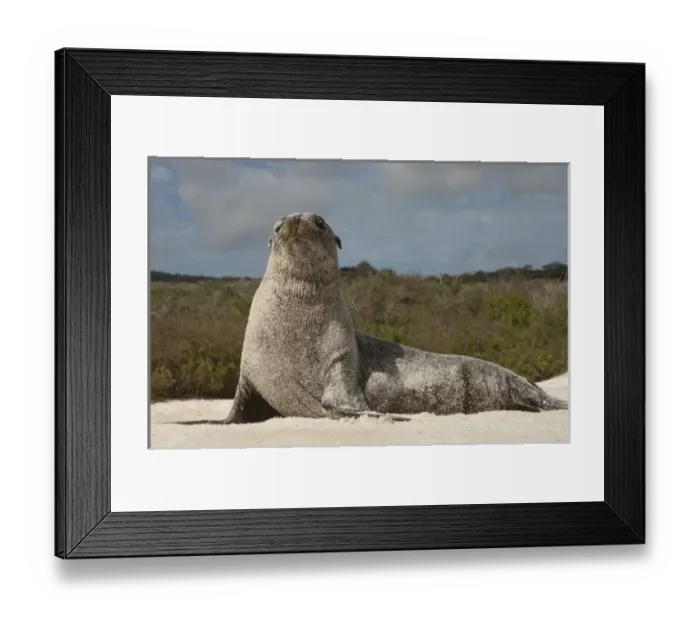Framed Print : Galapagos Sealion (Zalophus wollebaeki) Gardner Bay, Espanola or Hood Island, Galapagos Islands