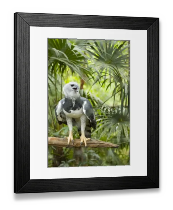 Framed Print : Central America, Belize Framed Print : Central America, Belize