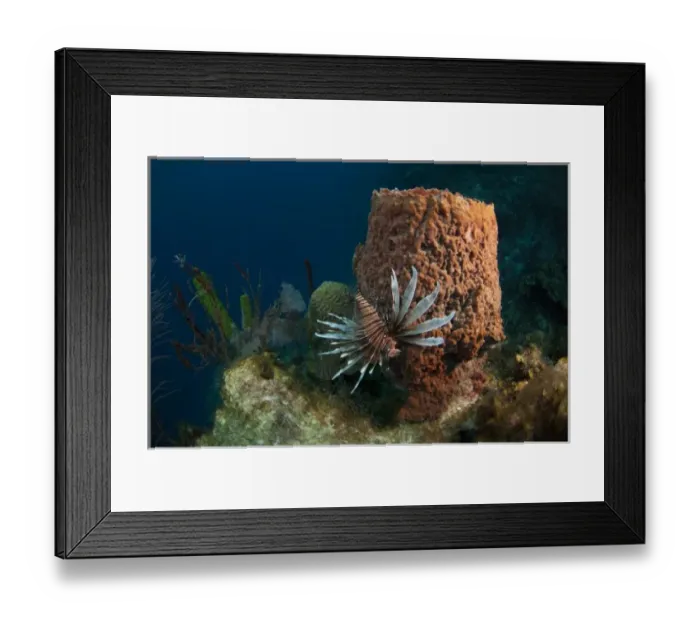 Framed Print : Red Lionfish (Pterois volitans) Coral Reef Island, Belize Barrier Reef. Second largest Framed Print : Red Lionfish (Pterois volitans) Coral Reef Island, Belize Barrier Reef. Second largest