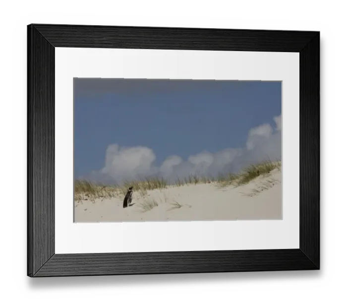Framed Print : Magellanic Penguin (Spheniscus magellanicus) on Keppel Island, north coast of West Falkland Framed Print : Magellanic Penguin (Spheniscus magellanicus) on Keppel Island, north coast of West Falkland