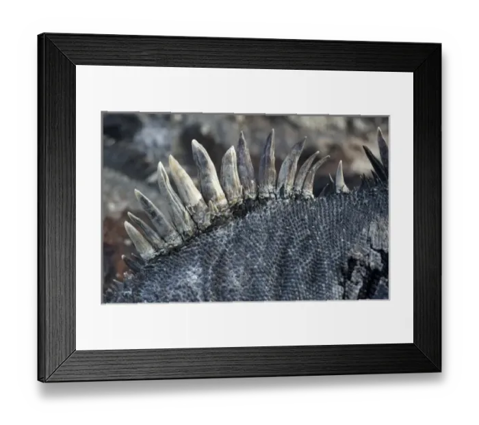 Framed Print : Ecuador, Galapagos Islands National Park, Isabella Island, Marine Iguanas (Amblyrhynchus Framed Print : Ecuador, Galapagos Islands National Park, Isabella Island, Marine Iguanas (Amblyrhynchus