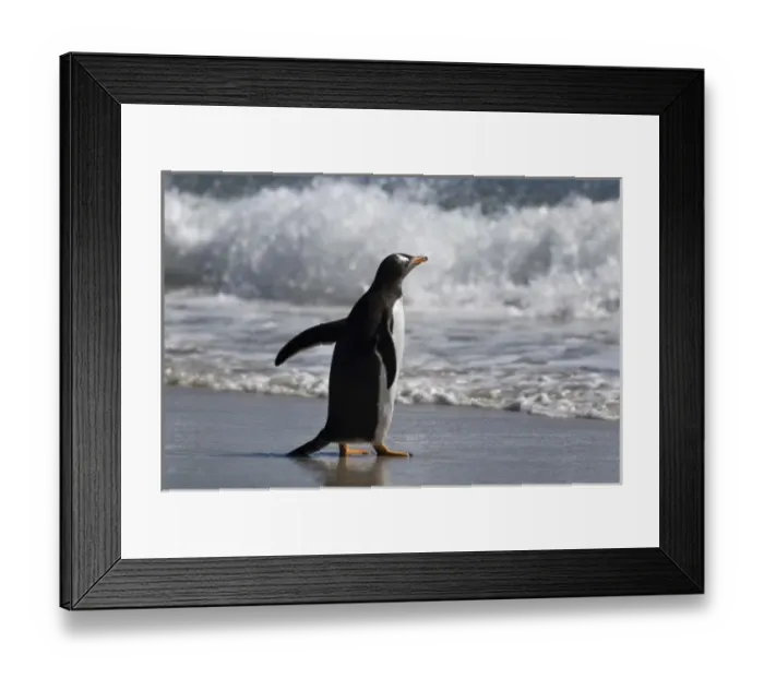 Framed Print : Gentoo Penguin on the beach, Falkland Islands Framed Print : Gentoo Penguin on the beach, Falkland Islands