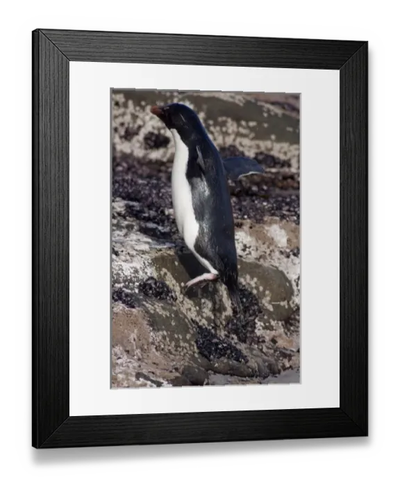 Framed Print : Falkland Islands, West Falkland, Saunders Island. Southern Rockhopper penguins (wild Framed Print : Falkland Islands, West Falkland, Saunders Island. Southern Rockhopper penguins (wild