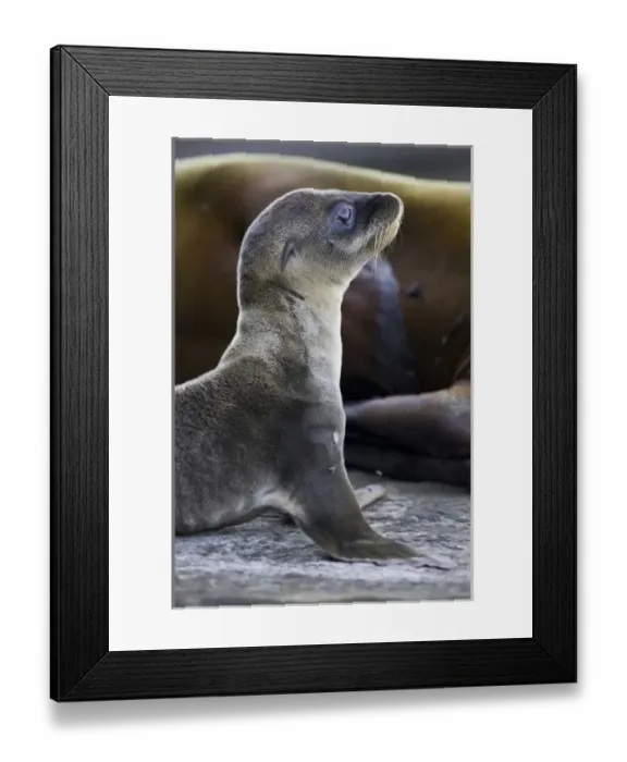 Framed Print : Ecuador. Galapagos Sea Lion pup and mother