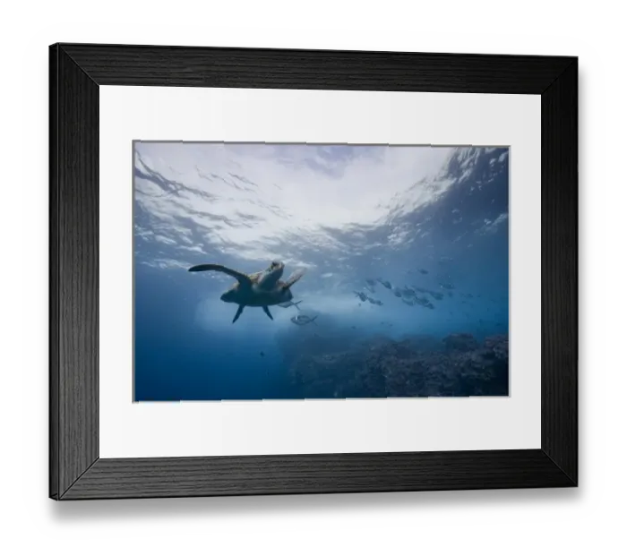 Framed Print : Ecuador, Galapagos Islands, Darwin Island, Underwater view of Pacific Sea Turtle Framed Print : Ecuador, Galapagos Islands, Darwin Island, Underwater view of Pacific Sea Turtle