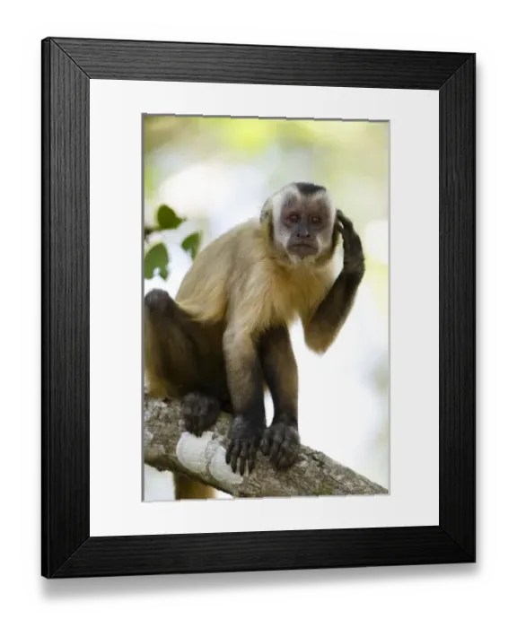 Framed Print : South America, Brazil