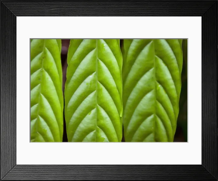 Framed Print : Green leaves and dew drop graphic pattern, Jaguar Preserve, Belize