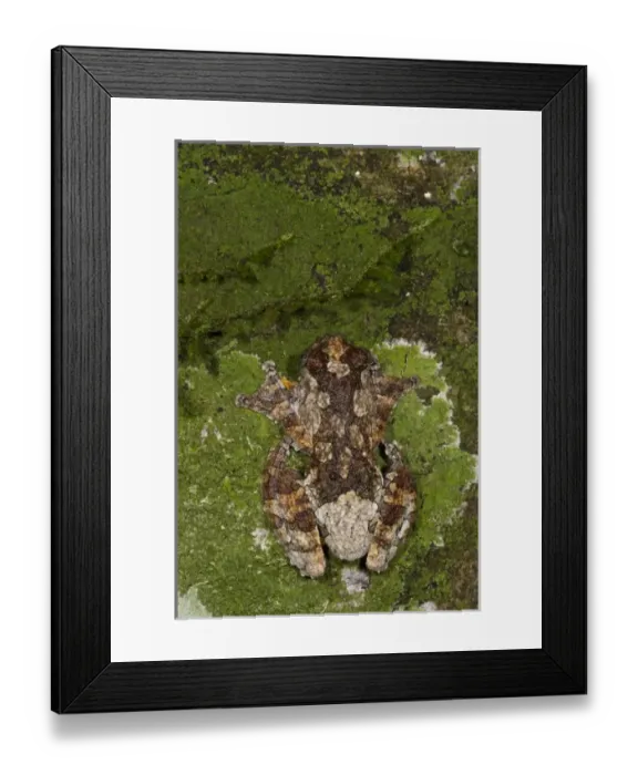 Framed Print : Central America, Ecuador Framed Print : Central America, Ecuador