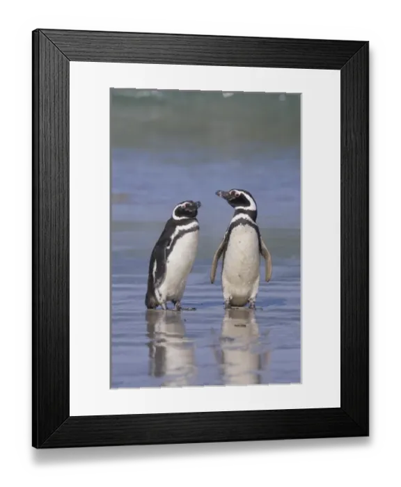 Framed Print : A pair of magellanic penguins rest together on the beach after returning from feeding Framed Print : A pair of magellanic penguins rest together on the beach after returning from feeding