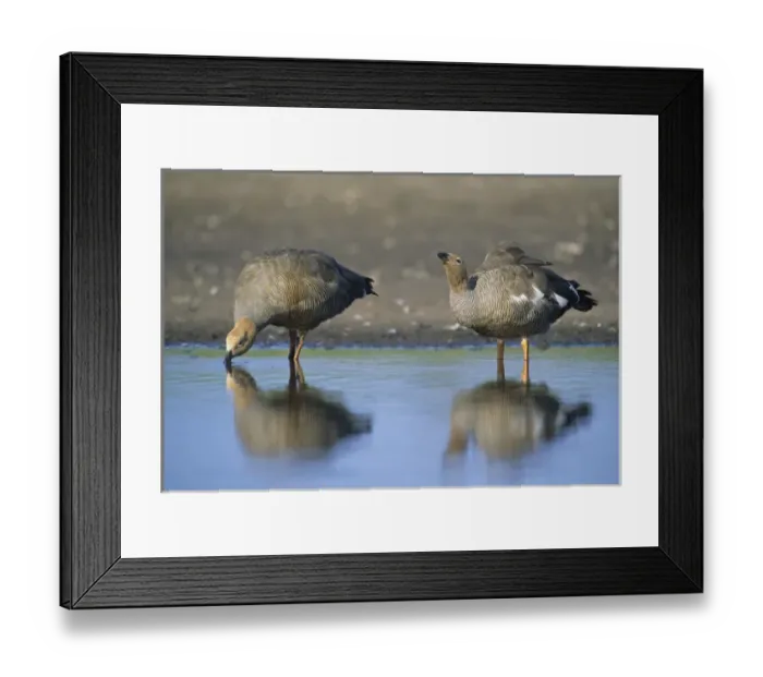 Framed Print : South America, Falkland Islands Framed Print : South America, Falkland Islands