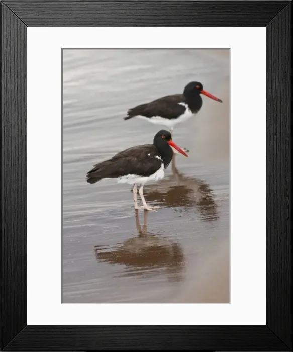 Framed Print : American Oystercatcher (Haematopus palliatus). Santiago Island, Galapagos Islands, Ecuador Framed Print : American Oystercatcher (Haematopus palliatus). Santiago Island, Galapagos Islands, Ecuador