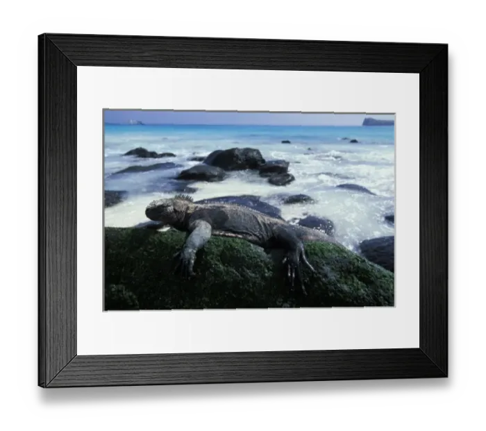 Framed Print : Ecuador, Galapagos Islands, Marine Iguana (Amblyrhynchus cristatus) resting in morning Framed Print : Ecuador, Galapagos Islands, Marine Iguana (Amblyrhynchus cristatus) resting in morning
