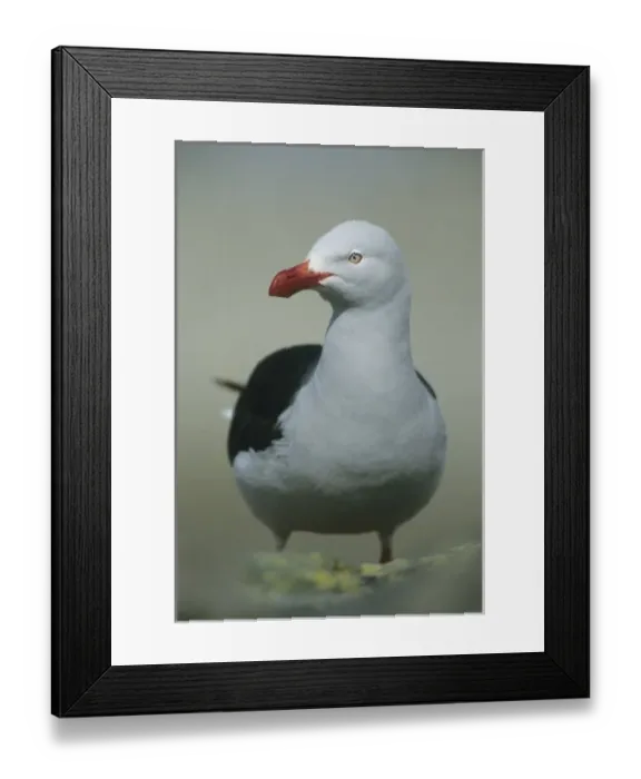 Framed Print : Dolphin Gull, (Larus scoresbii), adult, Saunders Island, Falkland Islands Framed Print : Dolphin Gull, (Larus scoresbii), adult, Saunders Island, Falkland Islands